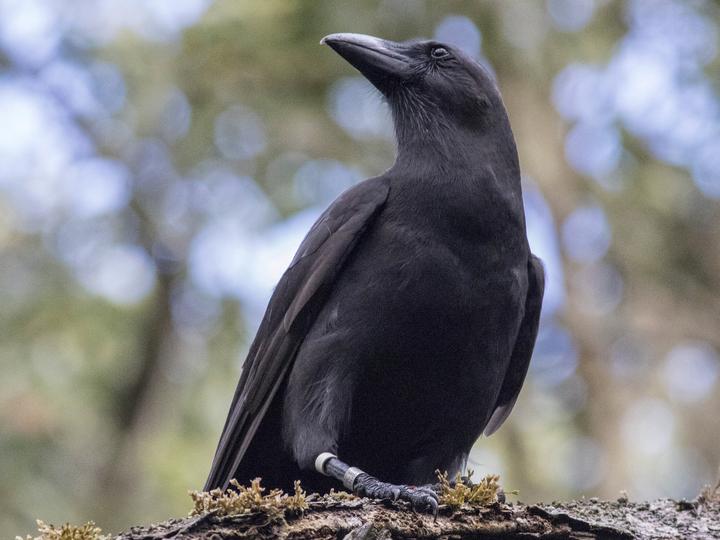 Hawaiian Crow
