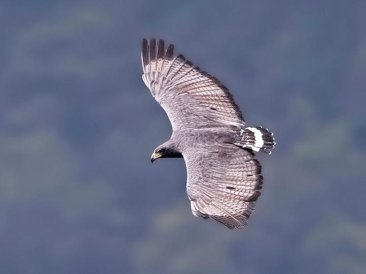 Hawaiian Hawk