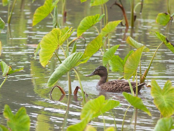 Hawaiian Duck