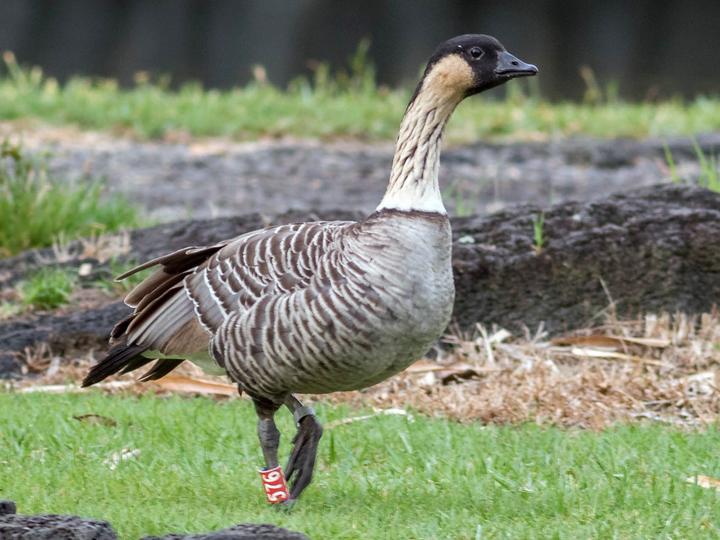Nene