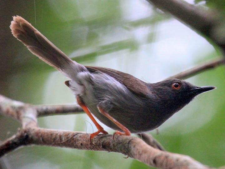 Sharpe's Apalis