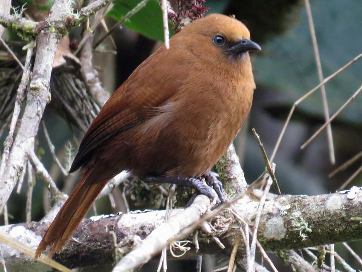Sepia-brown Wren