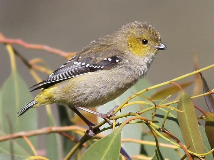 Forty-spotted Pardalote