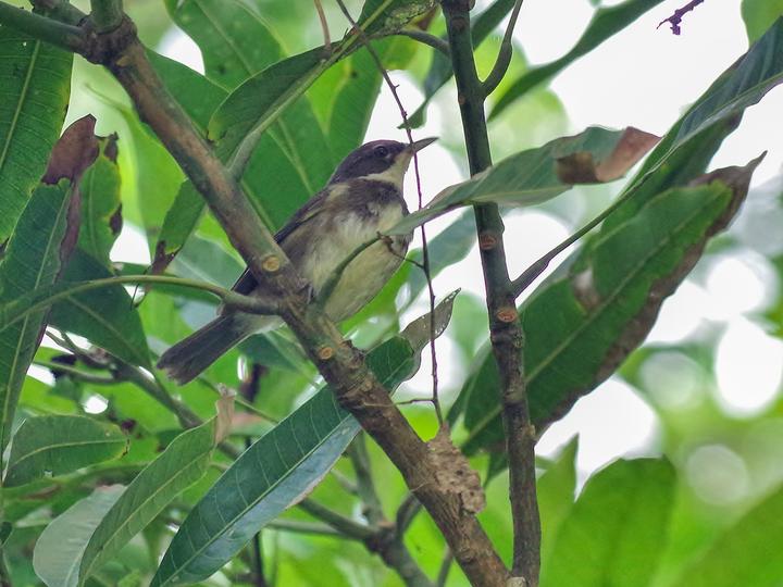 Dohrn's Warbler
