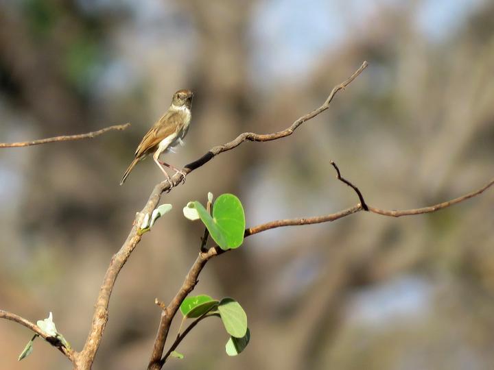 Dorst's Cisticola