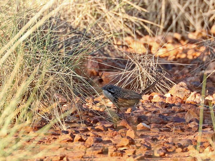 Carpentarian Grasswren