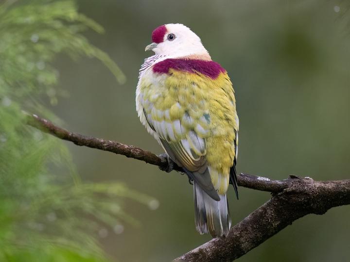 Many-colored Fruit Dove