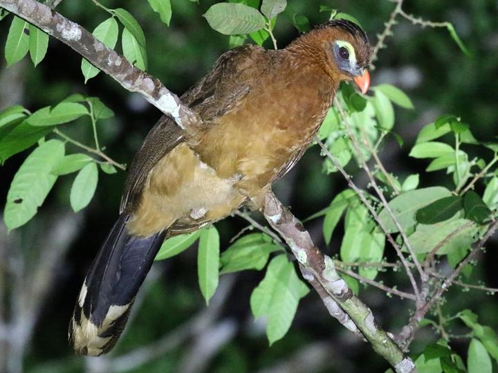 Nocturnal Curassow