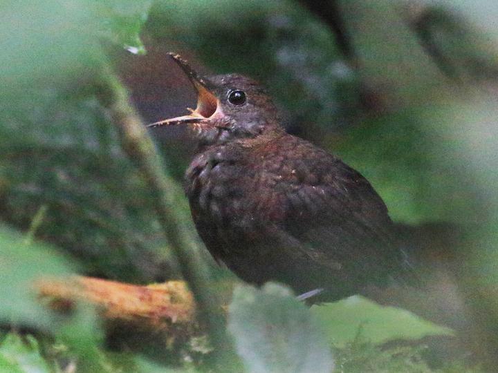 Northern Nightingale-Wren