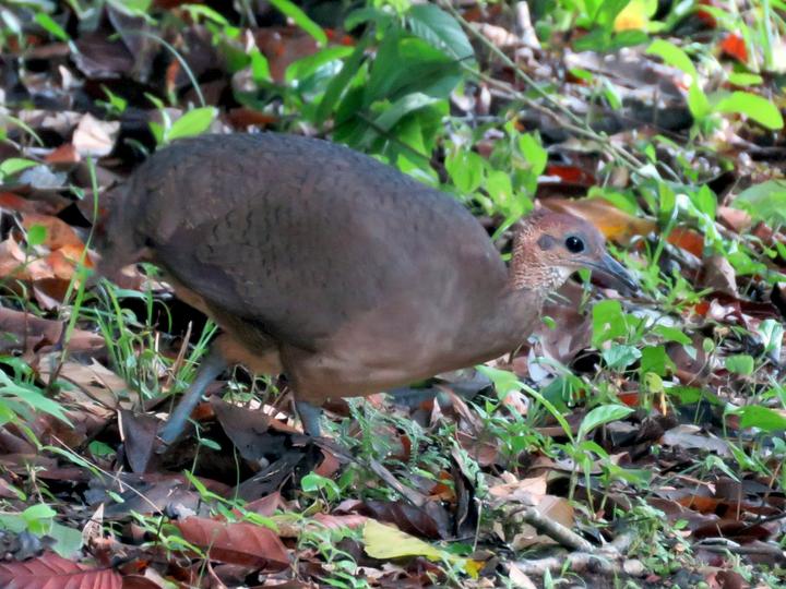 Great Tinamou