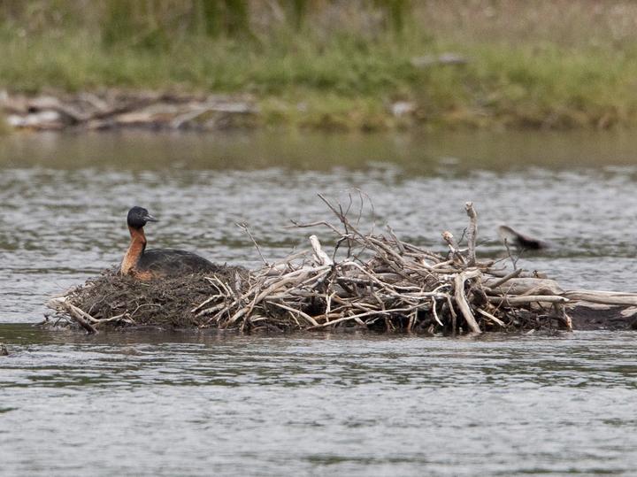 Great Grebe