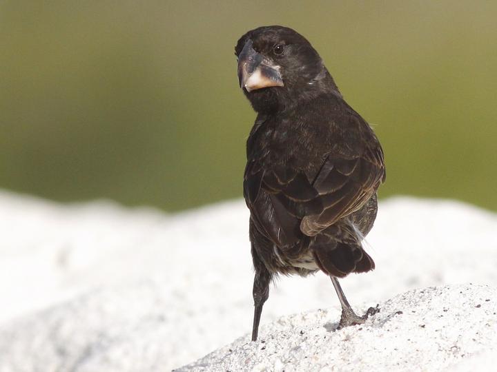 Espanola Cactus Finch