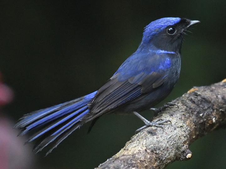 Large Niltava