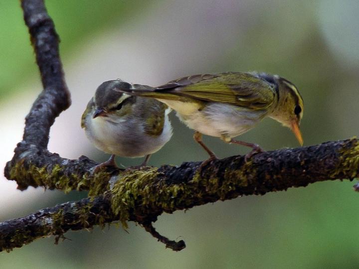 Western Crowned Warbler