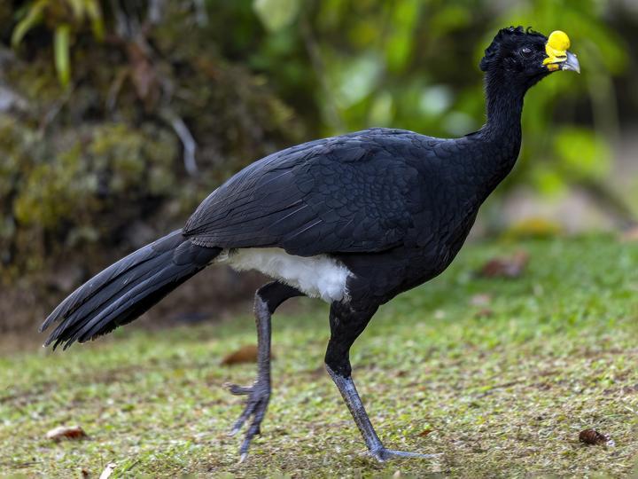 Great Curassow