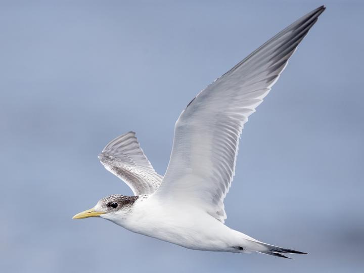 Greater Crested Tern