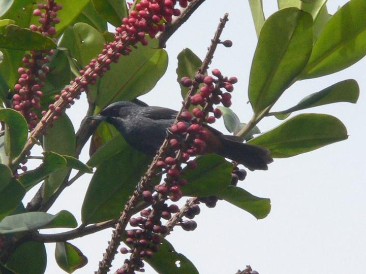 Greater Flowerpiercer