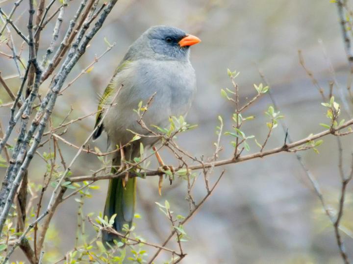 Pampa Finch