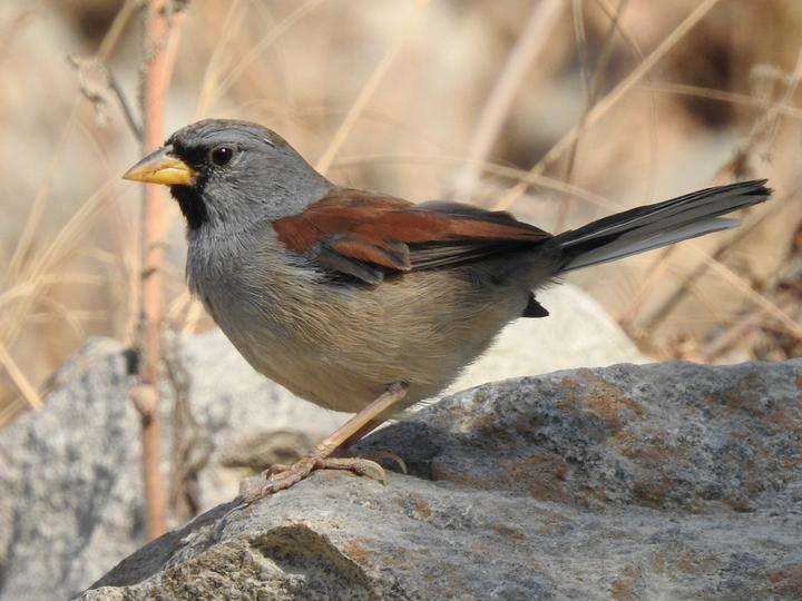 Great Inca Finch