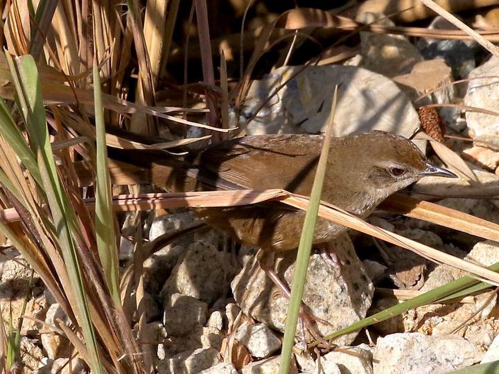 Dalat Bush Warbler