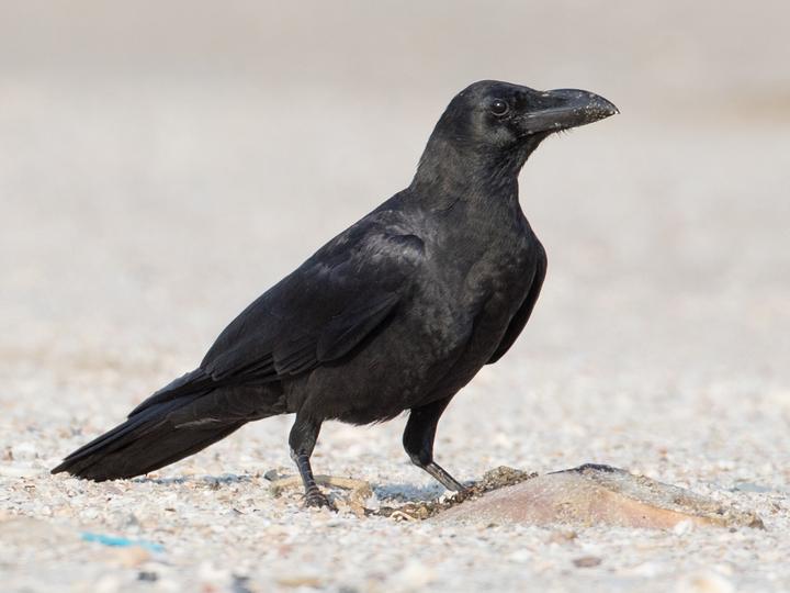 Large-billed Crow