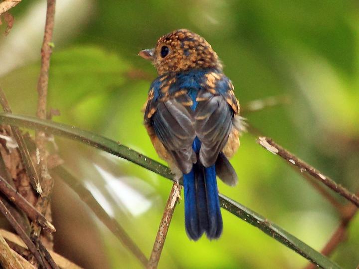Sunda Blue Flycatcher