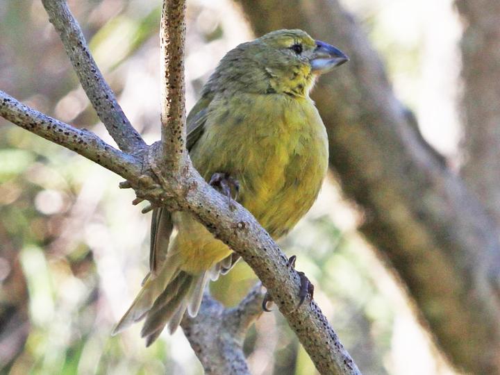Wilkins's Finch