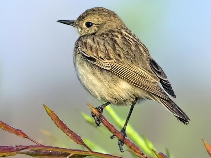 White-browed Bush Chat