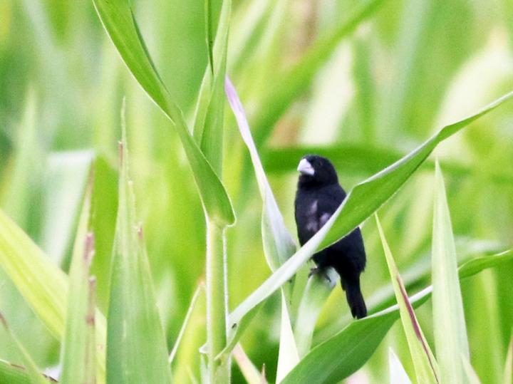 Large-billed Seed Finch