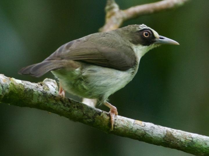 Thick-billed Heleia