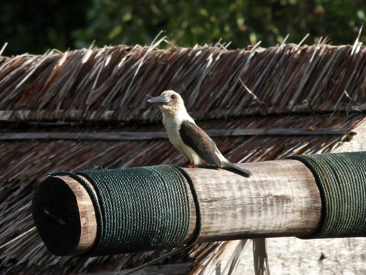 Great-billed Kingfisher