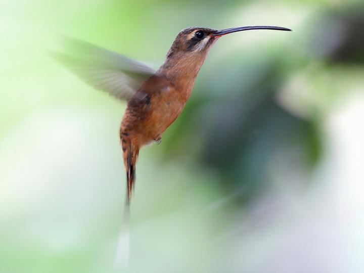 Great-billed Hermit