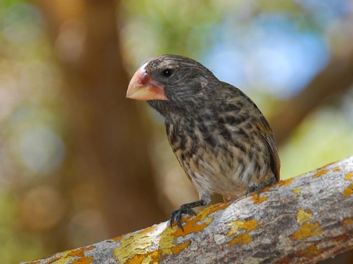 Large Ground Finch