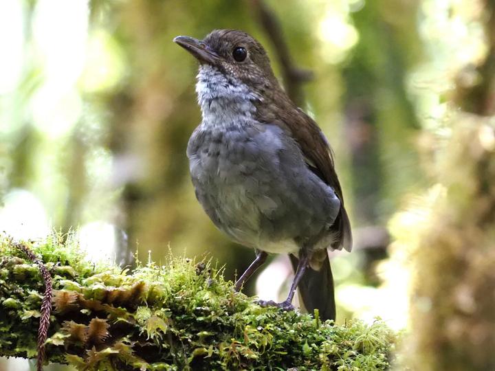 Greater Ground Robin