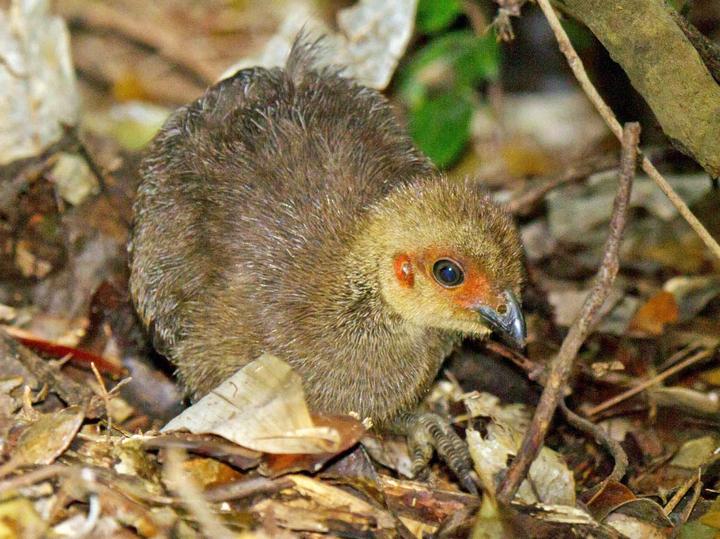 Australian Brushturkey