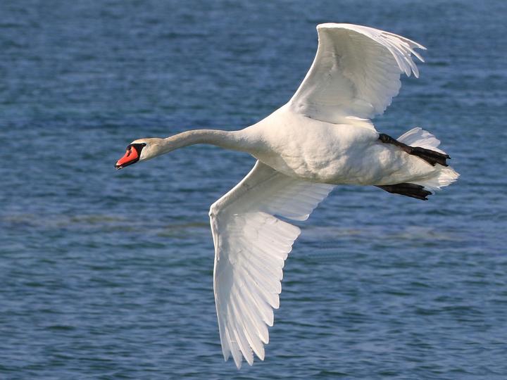 Whooper Swan