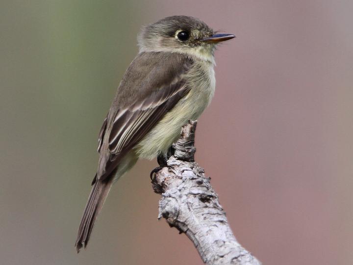 Cuban Pewee