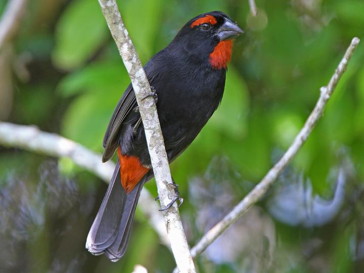 Greater Antillean Bullfinch