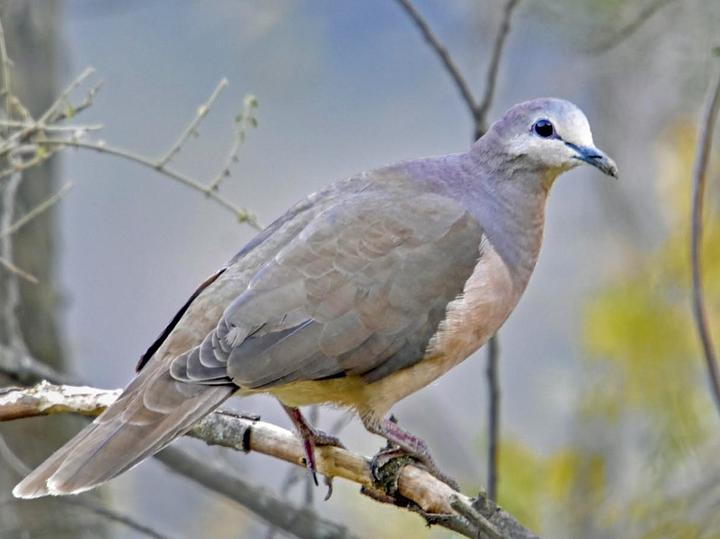 Yungas Dove