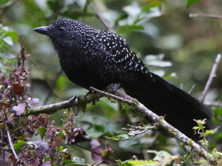 Large-tailed Antshrike