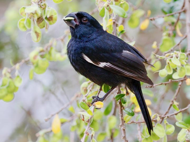 Grand Cayman Bullfinch