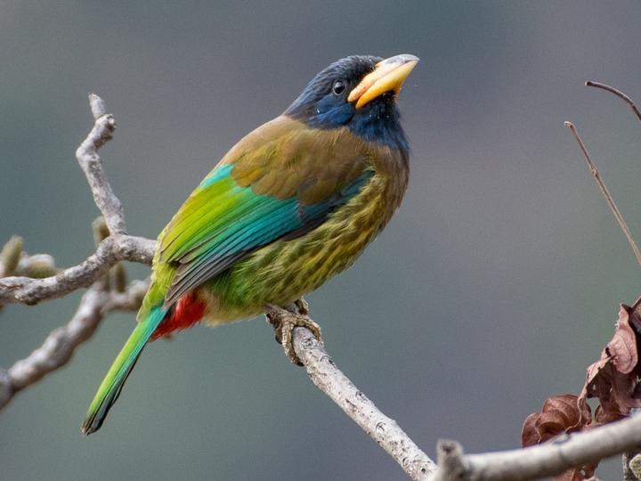 Great Barbet