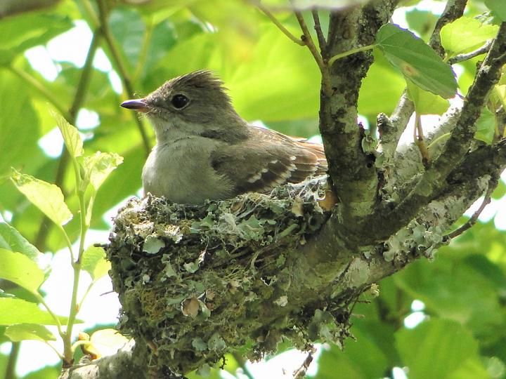 Large Elaenia