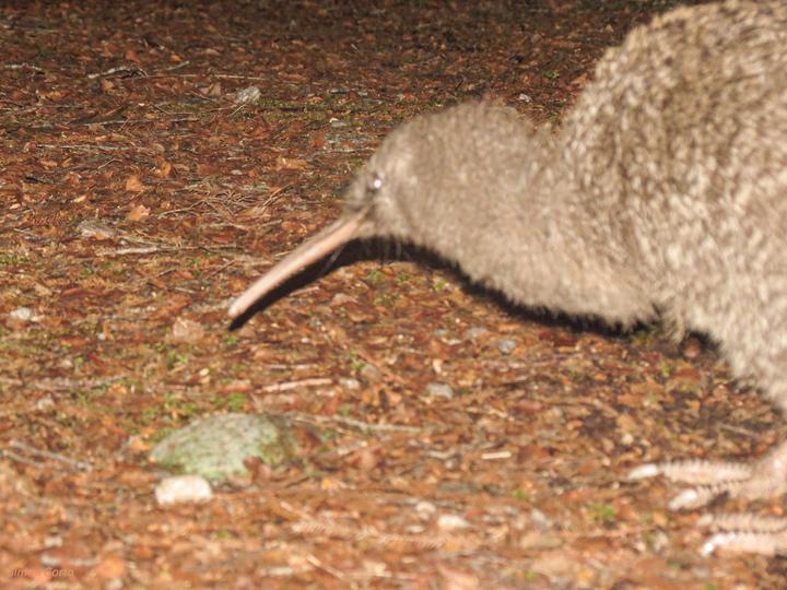Great Spotted Kiwi