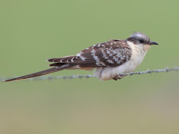 Great Spotted Cuckoo