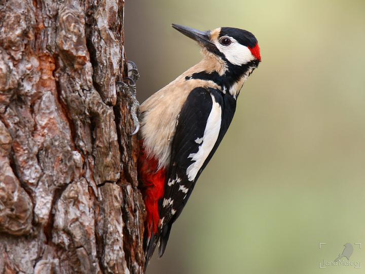Great Spotted Woodpecker