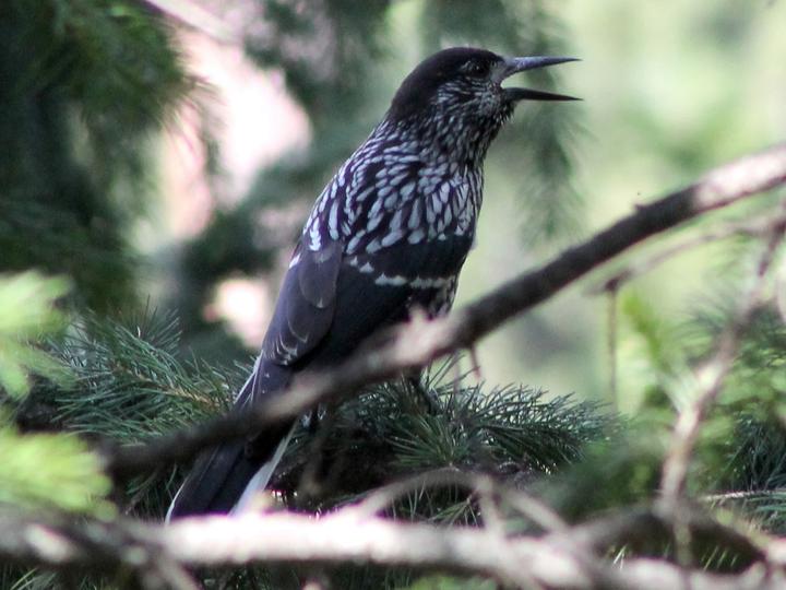 Kashmir Nutcracker