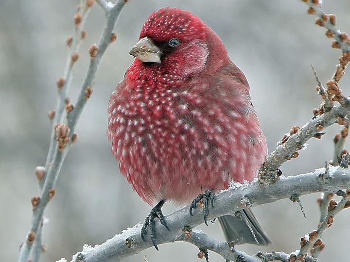 Great Rosefinch