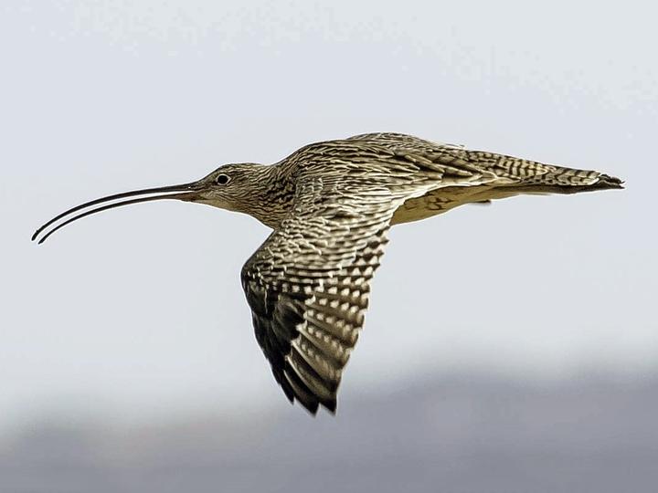 Far Eastern Curlew