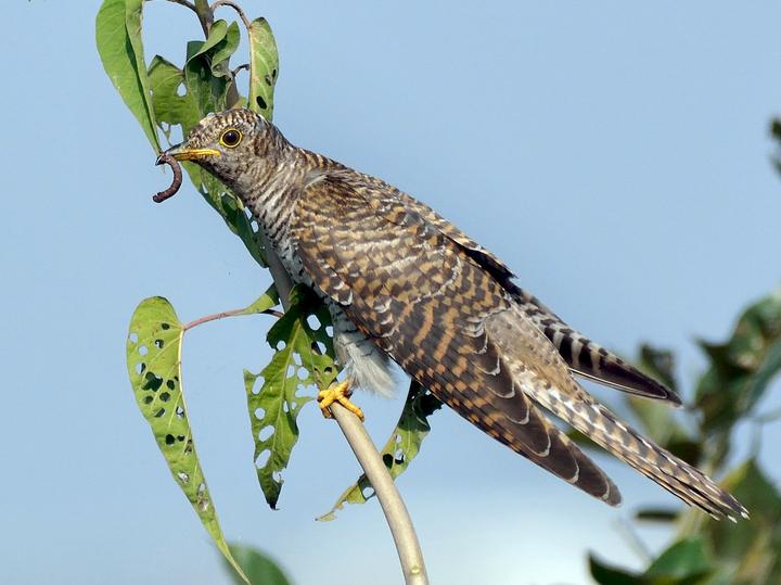 Common Cuckoo